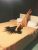 pendik-kaynarca-escort-bayan-eylul6