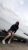 gebze-escort-bayan-yesim-4